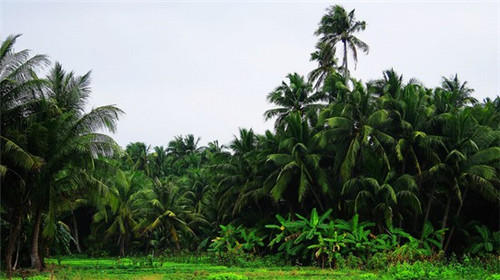 白菜炒木耳怎么炒法（白菜炒木耳的做法大全家常）